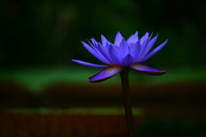 Blue Lotus Attar Roller